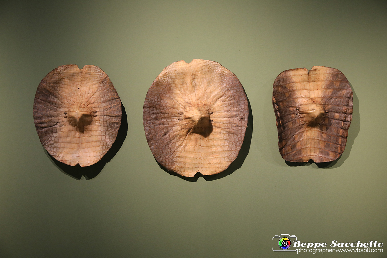 VBS_5347 - Africa - Le collezioni dimenticate.jpg